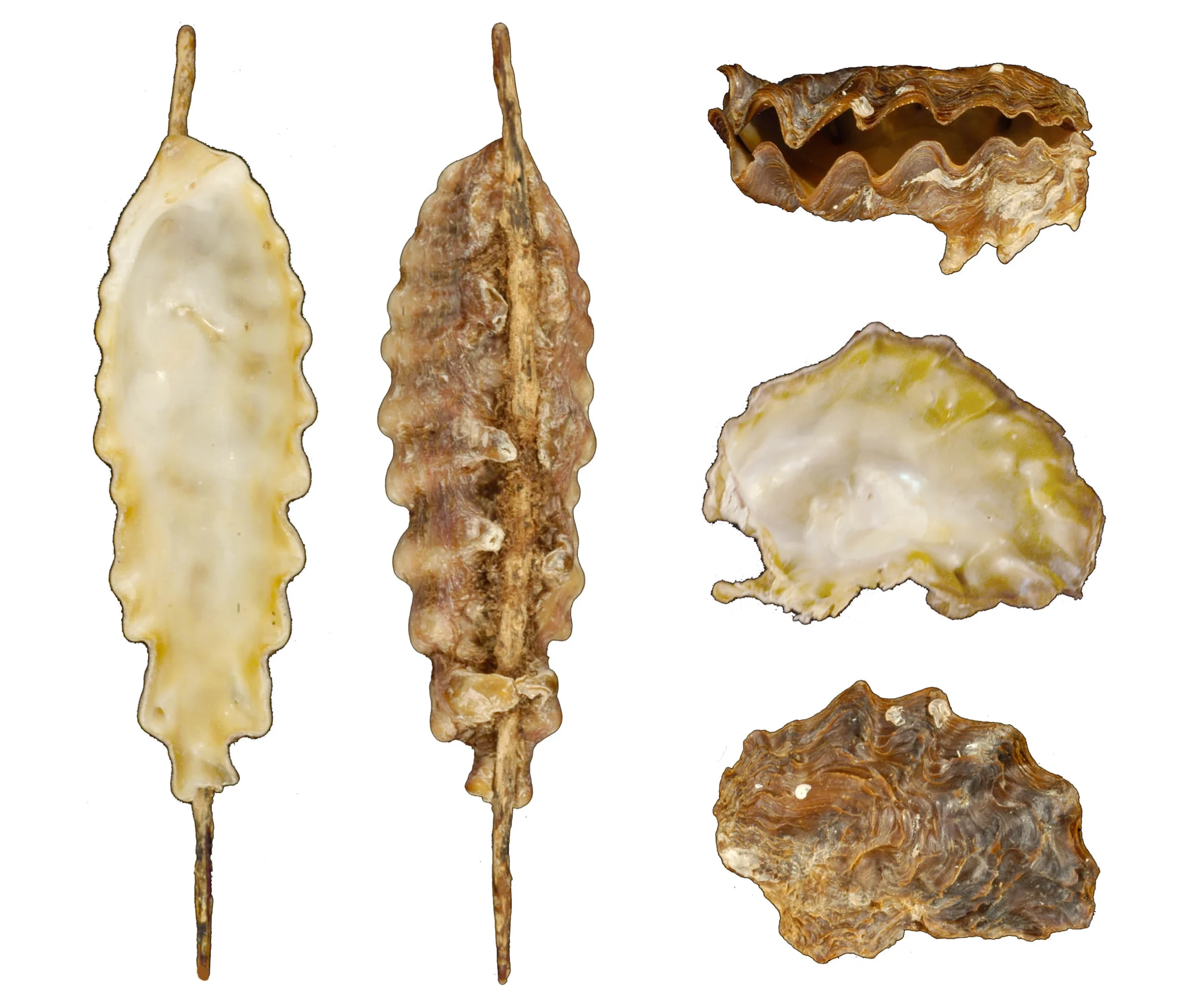 frond oysters