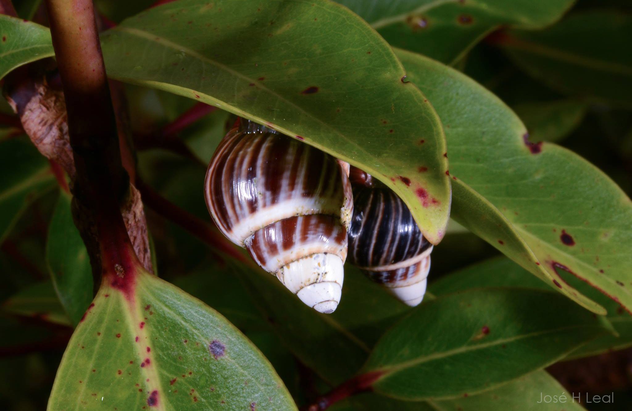 snails on a leaf