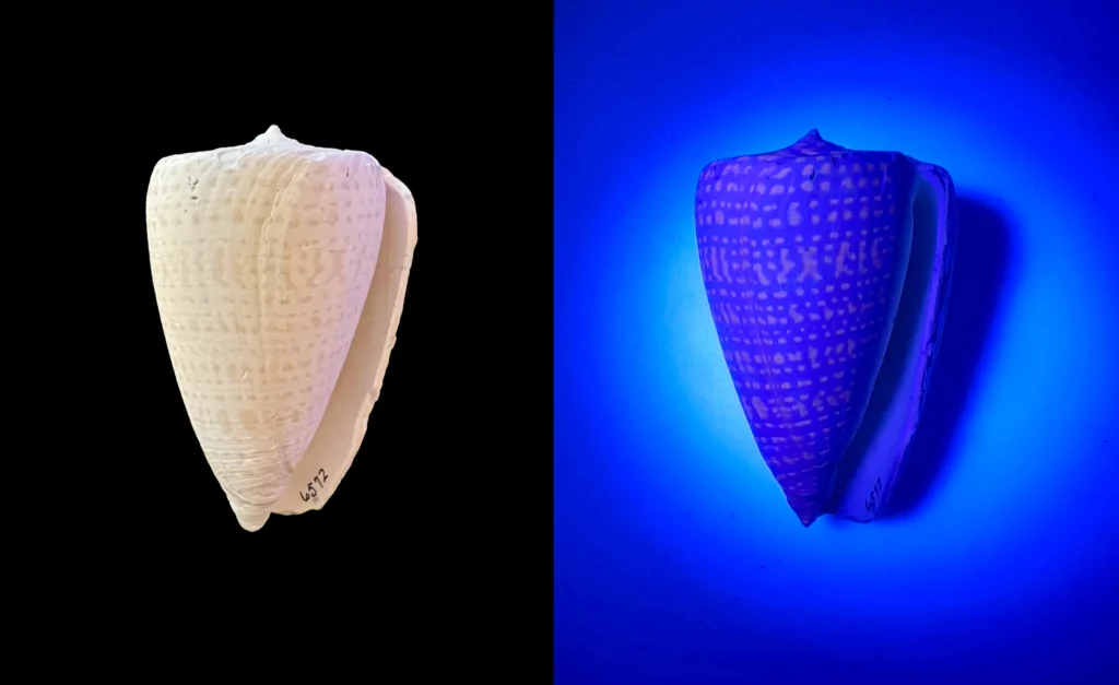 A fossil Conus shell under natural light (left) and under UV light (right). Photos by José H. Leal.