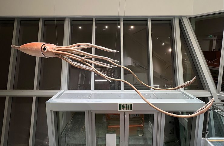 a model squid