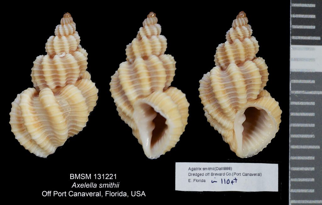 Axelella smithii from off Port Canaveral, Florida. Illustration by Chris Kovasz.