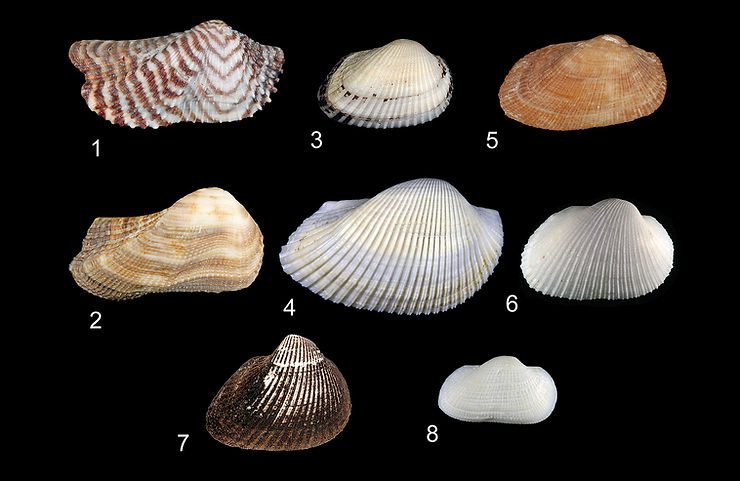 Ark clams of Southwest Florida. Photos: José H. Leal.