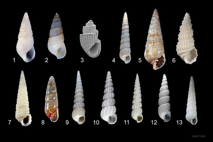 Pyramidellidae of Southwest Florida