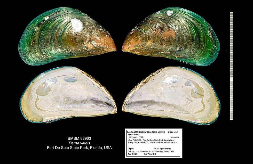 Perna viridis shells from Fort De Soto State Park, Pinellas County, Florida; Illustration: James F. Kelly