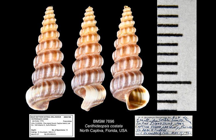 Cerithideopsis costata from NOrth Captiva Island, Florida. Illustration: José H. Leal.