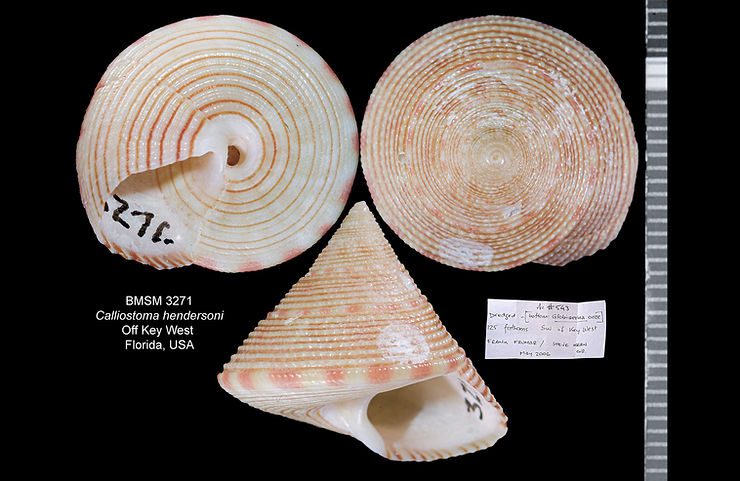 Calliostoma hendersoni, from off Key West, Florida. Illustration: James F. Kelly.