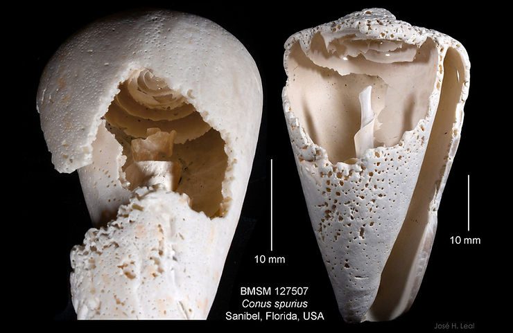 Two Conus spurius shells with self-dissolved shell insides. Illustration: José H. Leal