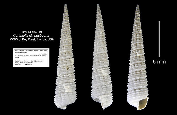 Cerithiella cf. sigsbeana. Illustration: José H. Leal