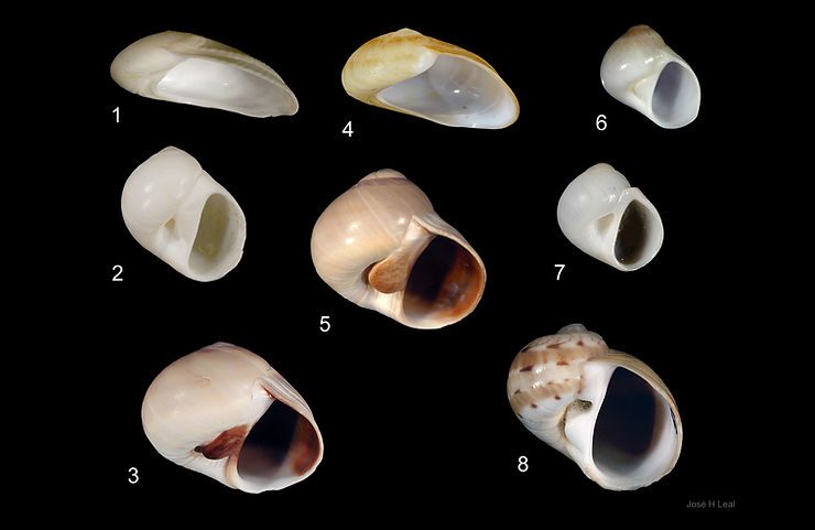 Naticidae of Southwest Florida. Illustration: José H. Leal