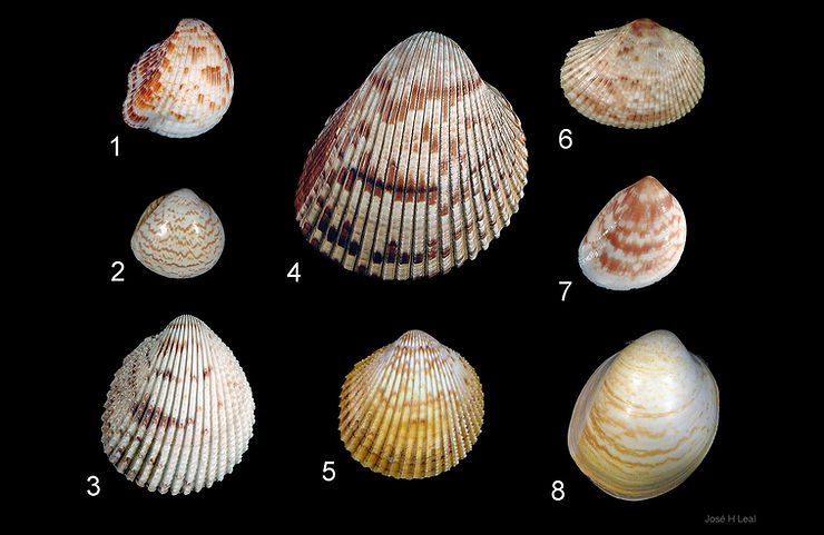 Cockles of Southwest Florida. Photos: José H. Leal.