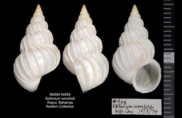 Epitonium worsfoldi from Abaco, Bahamas. Illustration: Patricia A. Starkey