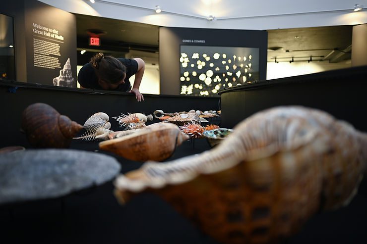Lorraine Duerden (Rawls Art & Design) giving final touches to one of  the"Global Distribution" displays. Photo: José H. Leal