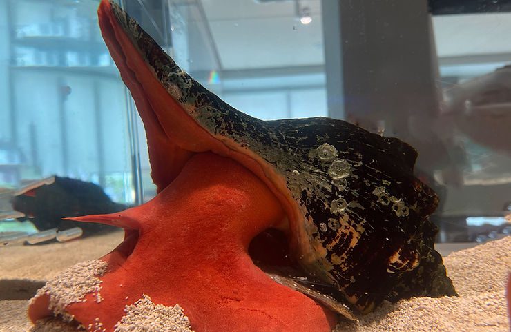 Triplofusus giganteus in the Museum's Living Gallery: Photo: Carly Hulse.